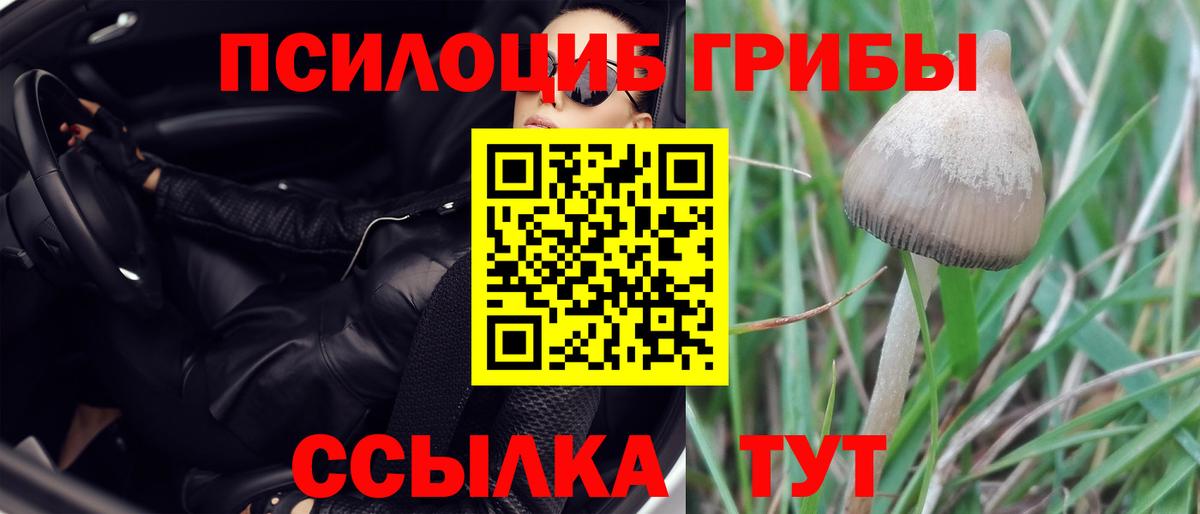 Псилоцибиновые грибы GOLDEN TEACHER  купить наркоту  Вход с VPN  Щёлково  Псилоцибиновые грибы мицелий 